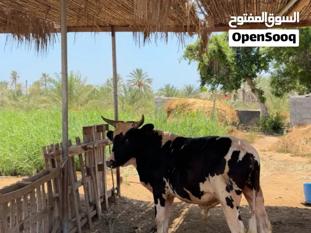 عجل تهجين نمساوي باكستاني