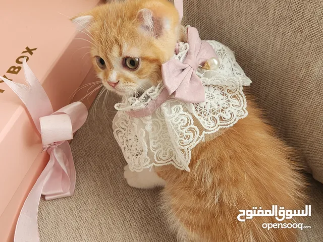 Male Kitten British Scottish short-hair 3 months