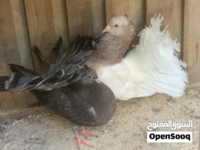 حمام تونسي