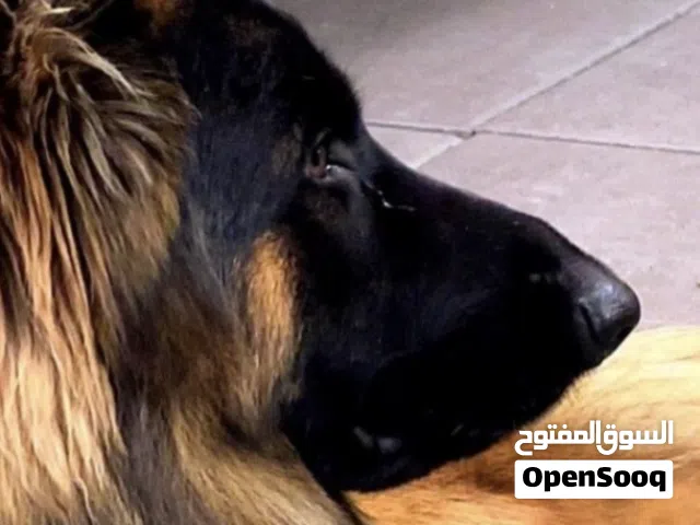 مطلوب كلب جيرمن صغير جرو