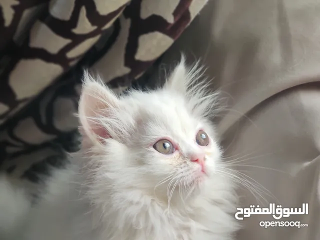 اقرء الوصف للاخير لو انت بتدور على قطه انثى صغيرة عمر شهرين شيرازي بيور حاجه فااخر من الاخير