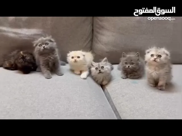 كتن سكوتش فولد و شنشيلا بجننو