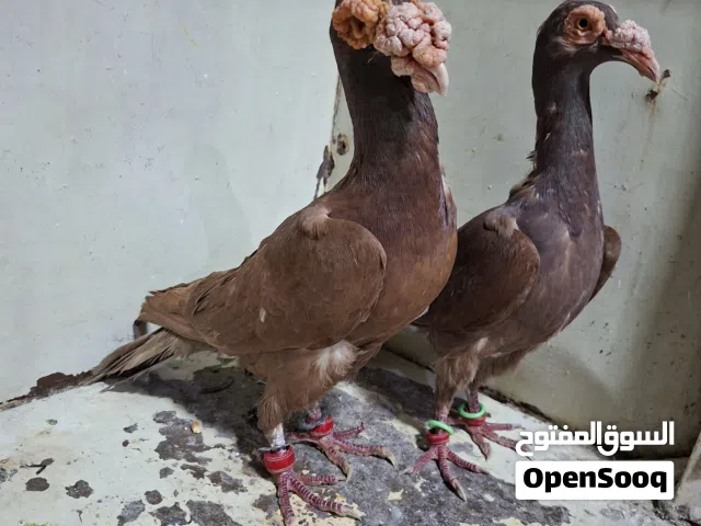 جوز بغادنه حمر تبارك الرحمن عليهم