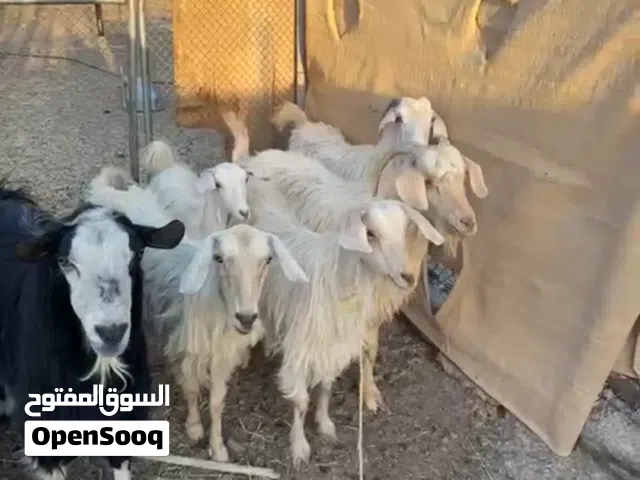 حلال جامودي  مع فحل باقي التفاصيل موجوده فالإستمارة بكل وضوح