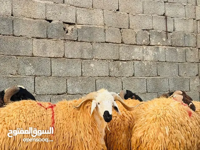 قصاب خبره في جميع انواع الماشية