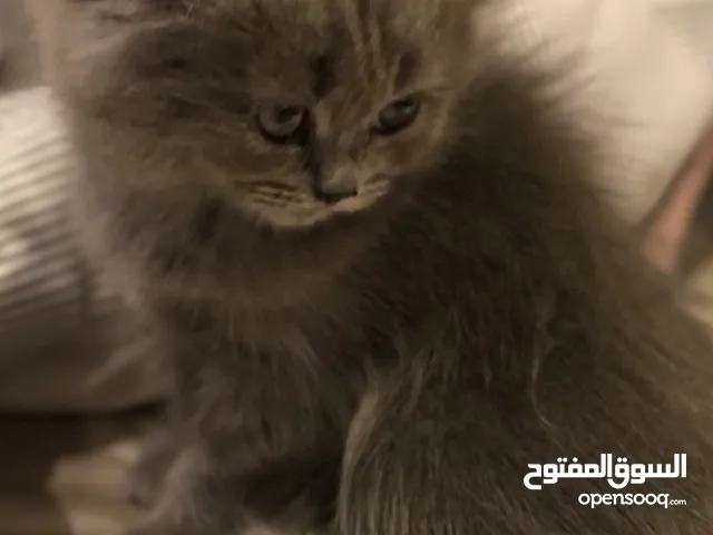 قطط سكوتش × بريتش للبيع – أعمار أقل من سنة