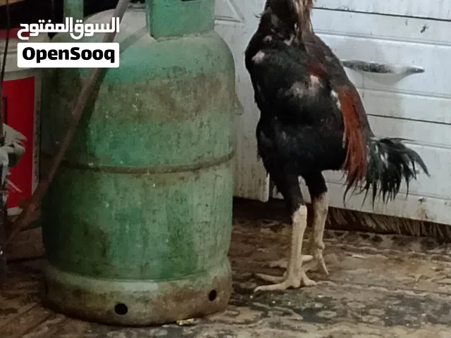 السلام وعليكم ديج هراتي فحل عمره سنه وشهر طير حلو رس حلو سبب البيع ماكو ما عندي