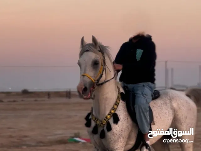 حصان بولش شرط السلم