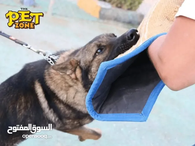 درب كلبك الآن ....في بت زون