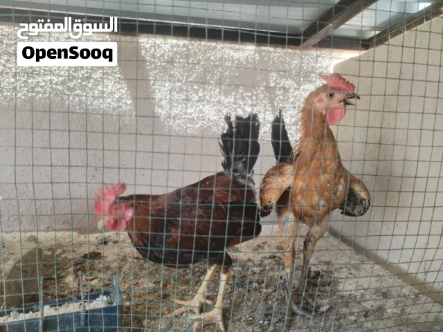 دجاجة و 4 ديوجة للبيع