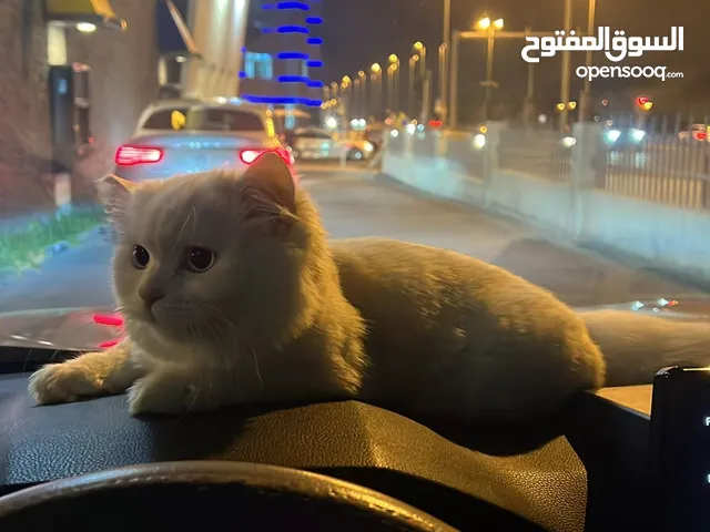 شيرازي للتبني