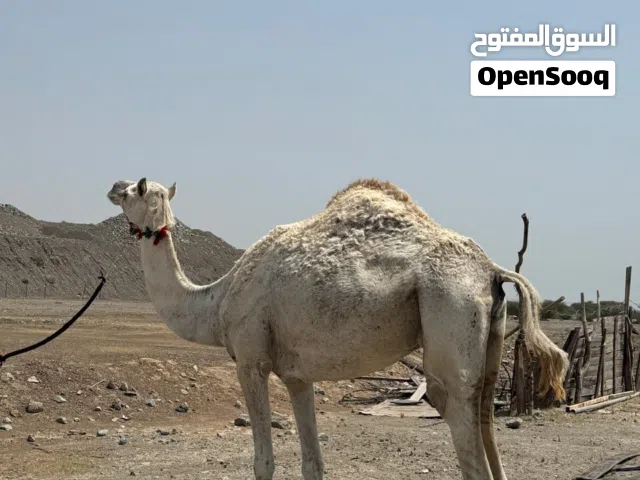 للبيع ناقه سودانيه مدنيي من بعير منتج رموز باقي تفاصيل خاص واتساب