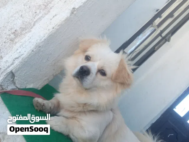 كلب ذكر لولو فكس بيور