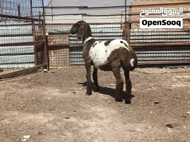 عبور صقرية للبيع