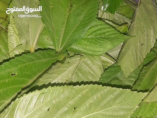 ملوخيه صلاه النبي نخب اول الكيلو ع ثلاث توصيل داخل الزرقا وادي الحجر 1دينار خارج الزرقاء فش توصيل