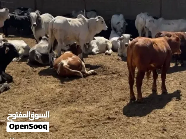لحام اضاحي العيدد
