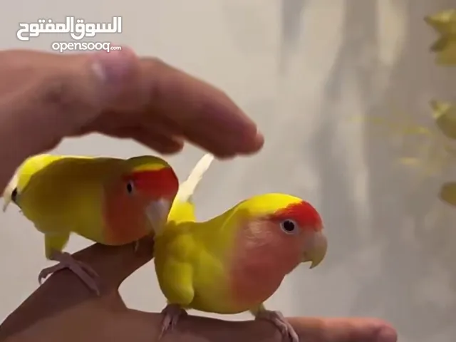 عصفور طير روز البف جداً و مول ما في عض مع القفص مجاناً و الأكل بعد