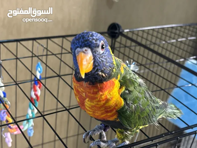 RAINBOW PARROT + CAGE ببغاء ملون + قفص