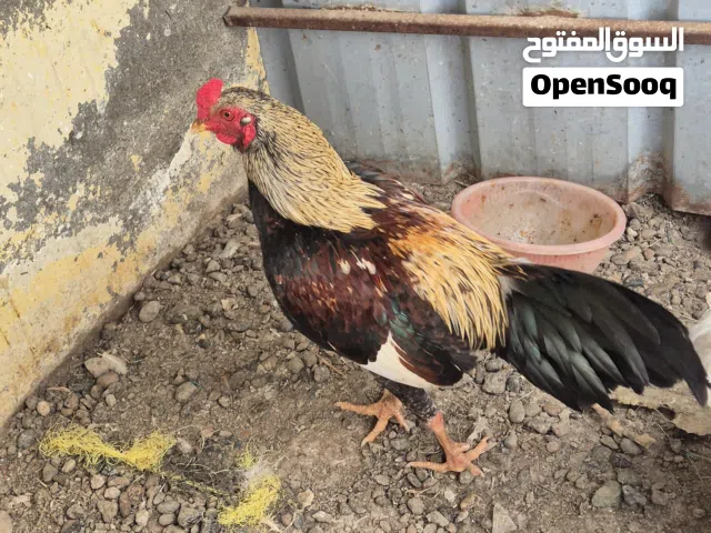 ديك باكستاني اصل حار