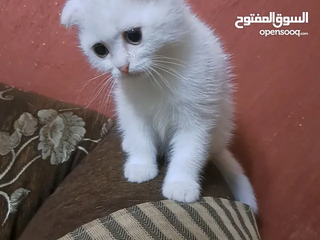 تواصل واتساب " قطط سكوتش فولد و ستريت"