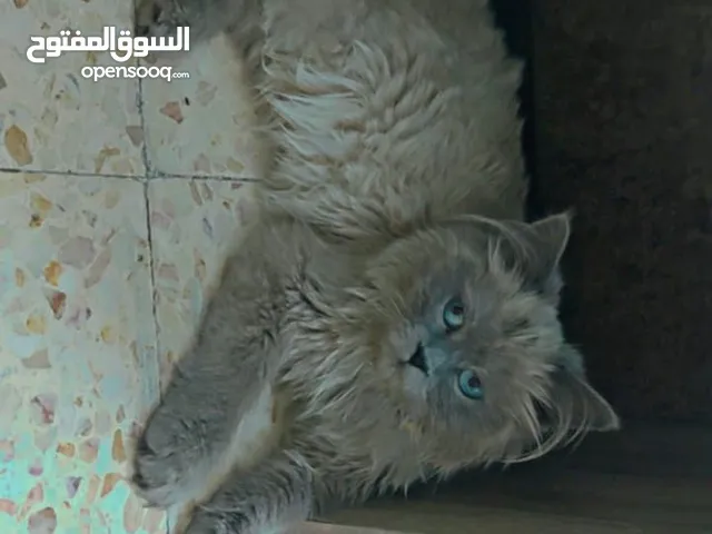 ذكر هملايا عمرو 4شهور نضيف كتير وما شاء الله عليه