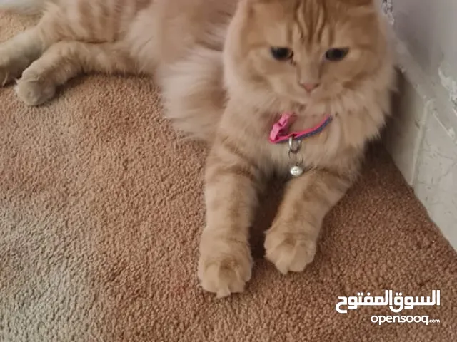 قطة انثي شيرازي مع اغراضها للتبني إنتاجها جميل