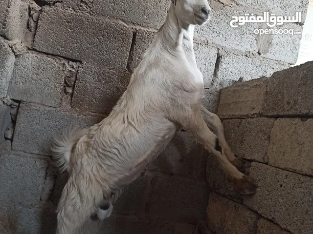 تيـس بلدي أضحية عيد