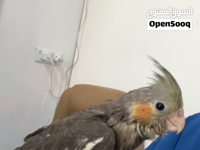 كوكتيلات للبيع