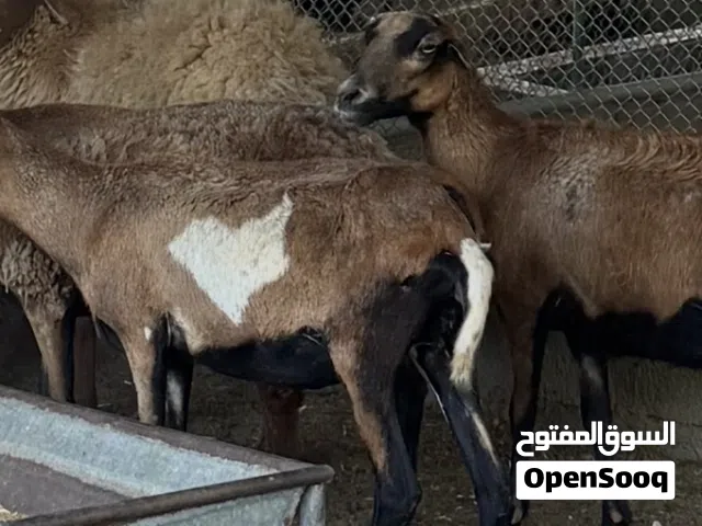 وعل إناثي بحالة جيدة