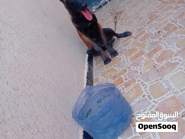 مينو حاجة صح انتئ ربي يبارك سعره حرق