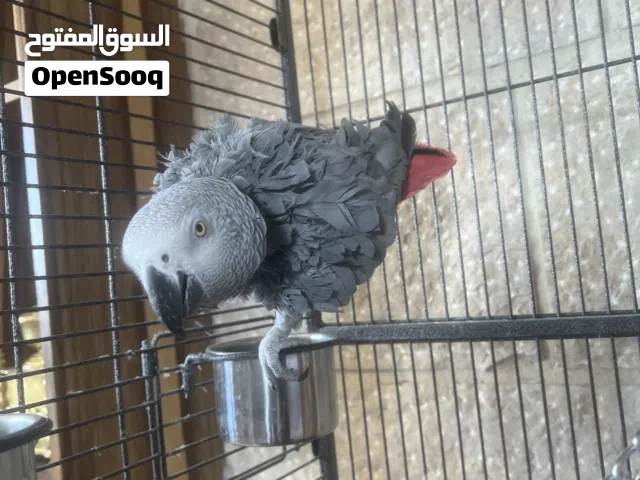 ببغاء افريقي