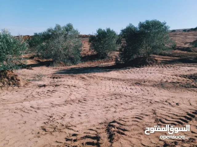 Farm Land for Sale in Murqub Souq Elkhamis