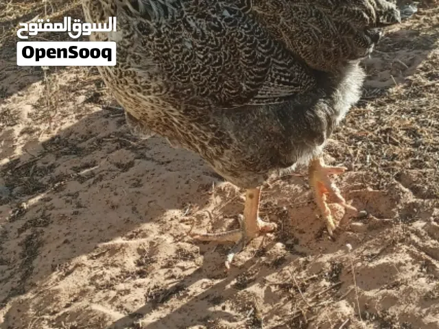 دجاج زينه للبيع