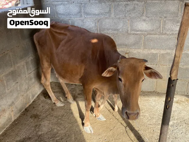 بقره لي البيع معا بنتها