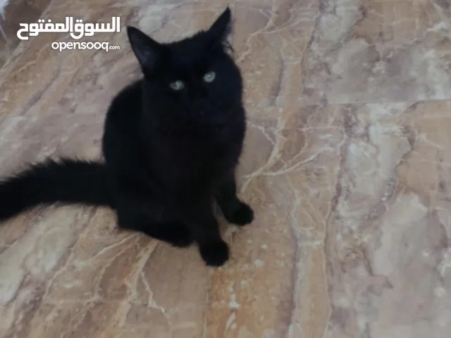 قط للبيع اليف
