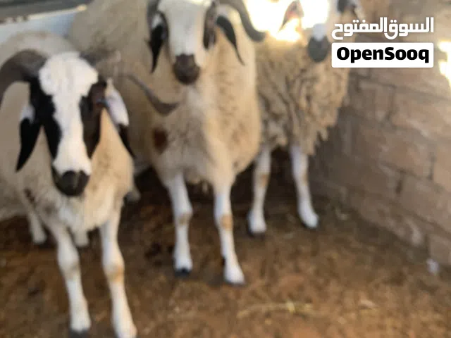 اللهم صلي على نبينا محمد تلاته كباش نضاف سمن ما شاء الله