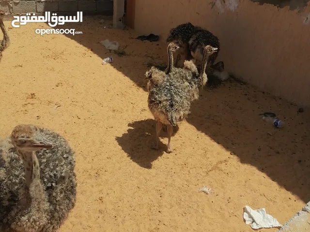 نعام بعمر شهرين ونص للبيع بأعلى سعر