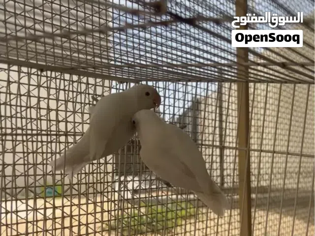 سلام عليكم اخوني عندي زوجين لوف بيرد و زوج فيشر خلهن منتجات التكمله في الوصف