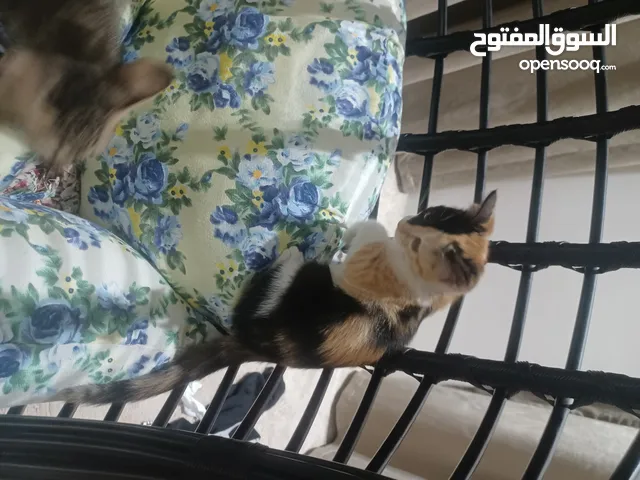 5 كتنز بعمر الشهرين للتبني . نظيفين و لعوبين