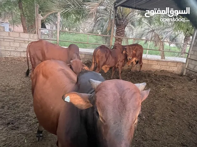 ثيران أضحيه