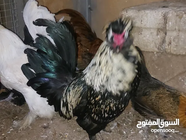 ديك زينه نوع فرنسي (هودان) للبيع بسعر مغري الديك الأسود شرس