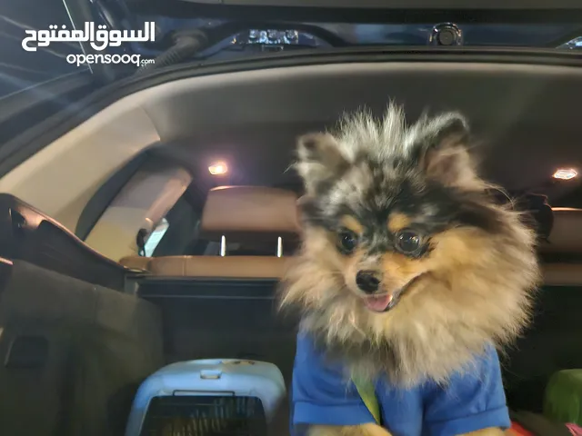 كلب باومارينيوم مميز