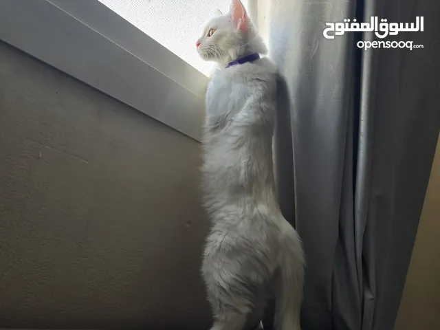 للتبني قط ذكر تركش انغورا Turkish angora for adaption العمر 7 شهور ، جواز ، تطعيمات كلها