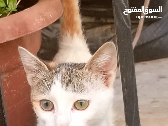 قطه للتبني لعوب واليفة ومدربه جميلة عين عسلي وعين اخضر