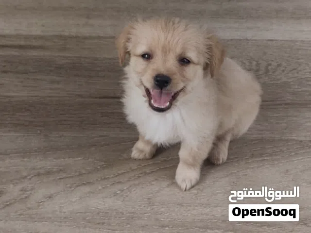 كلب جريفون