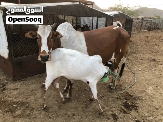 للبيع على كيفك طيبه وشي فارع
