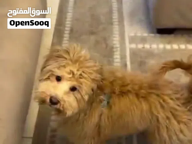 للبيع عمر عشرة اشهر