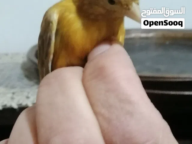 طيره ماورديه ام فراخ آيه من الجمال