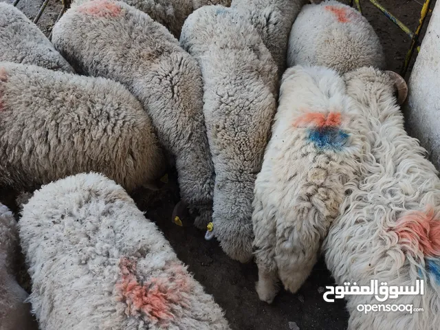 بيع جميع الانواع الاغنام