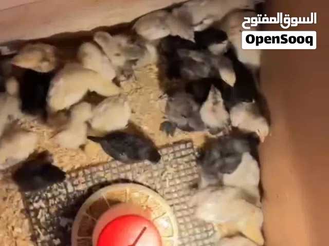 جاج براهمه نخب اول